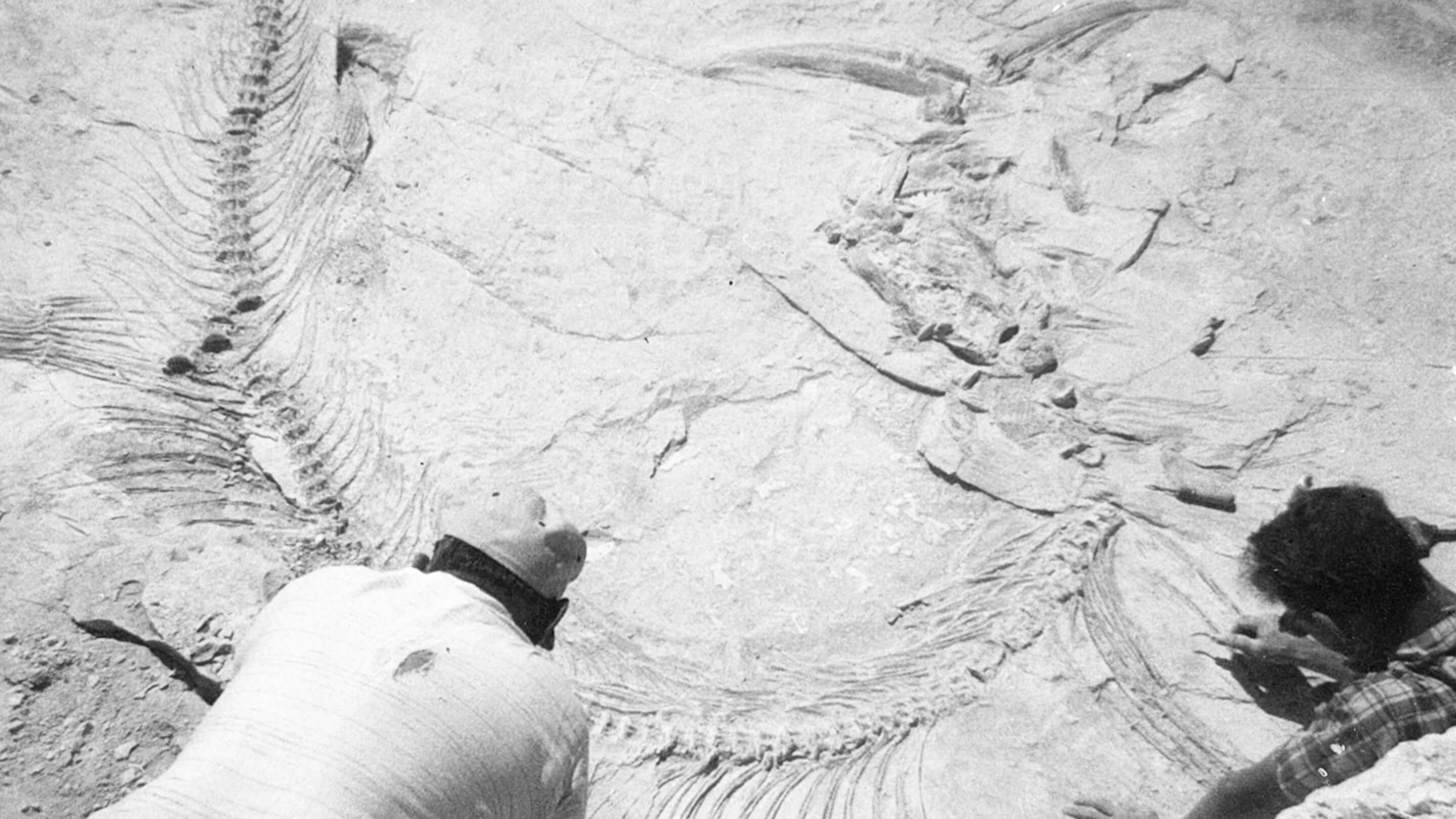 About section background